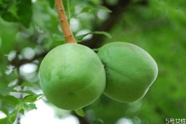 文冠果的生长环境是怎么样的呢(文冠果的生长环境和特性) 文冠果的生长环境是怎么样的呢(文冠果的生长环境和特性)