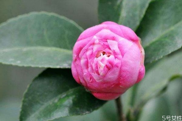 茶梅的生长环境是怎么样的呢(茶梅生长温度)