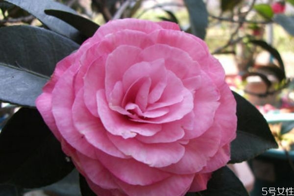 茶梅的种植要注意什么呢(茶梅怎么种植)