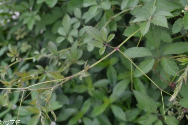 绞股蓝西洋参泡水高血压能喝吗(西洋参可以和绞股蓝一起泡水喝吗) 绞股蓝西洋参泡水高血压能喝吗(西洋参可以和绞股蓝一起泡水喝吗)