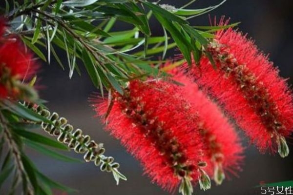 串钱柳的生长环境是怎么样的呢(串钱柳种植方法)