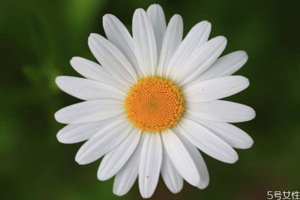 白晶菊的生长环境是怎么样的呢(白晶菊生长记录) 白晶菊的生长环境是怎么样的呢(白晶菊生长记录)