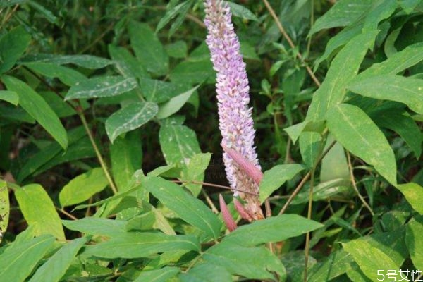 猫尾草的生长环境是怎么样的呢(猫尾草怎么种) 猫尾草的生长环境是怎么样的呢(猫尾草怎么种)