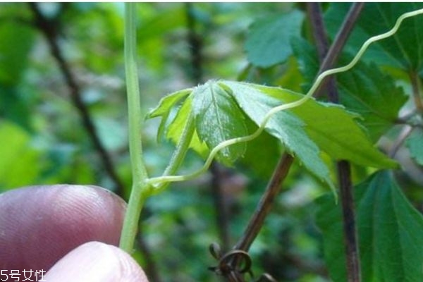 绞股蓝怎么喝不伤胃(绞股蓝胃不好可以喝吗)