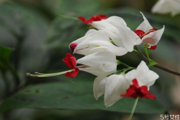 龙吐珠有毒吗(龙吐珠有毒吗可以室内养吗?)