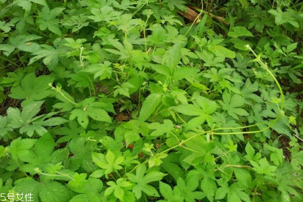 绞股蓝什么时候喝减肥效果好(绞股蓝什么时候喝减肥比较合适) 绞股蓝什么时候喝减肥效果好(绞股蓝什么时候喝减肥比较合适)