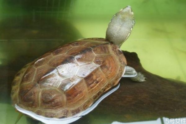 吃乌龟有什么注意的呢(吃乌龟有什么禁忌)