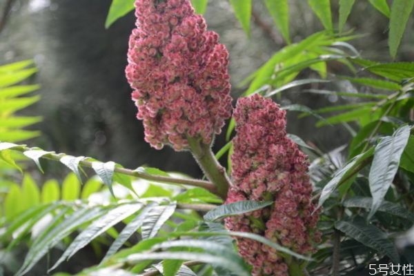 火炬树的生长环境是怎么样的呢(火炬树的特点)