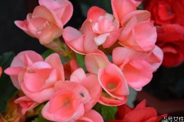 丽格海棠种植有什么注意的呢(丽格海棠用什么土种植)