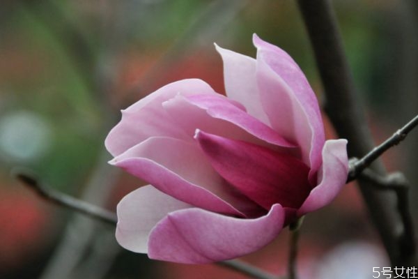 紫玉兰的生长环境是怎么样的呢(紫玉兰怎么养)