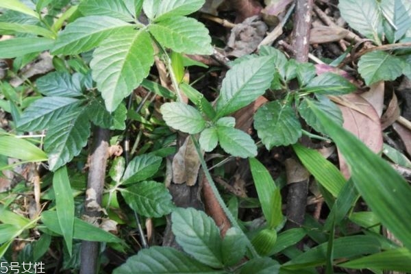 绞股蓝减肥喝多少(绞股蓝怎么喝减肥) 绞股蓝减肥喝多少(绞股蓝怎么喝减肥)