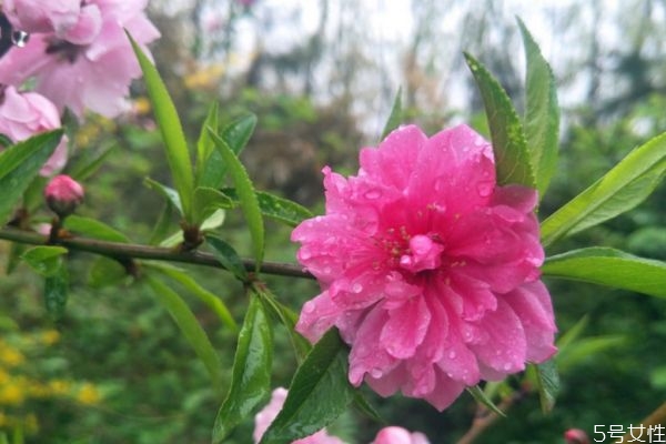 榆叶梅的生长环境有什么呢(榆叶梅栽植时间和方法)