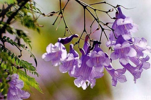 蓝花楹的花期是什么时候呢(蓝花楹的花期多长)