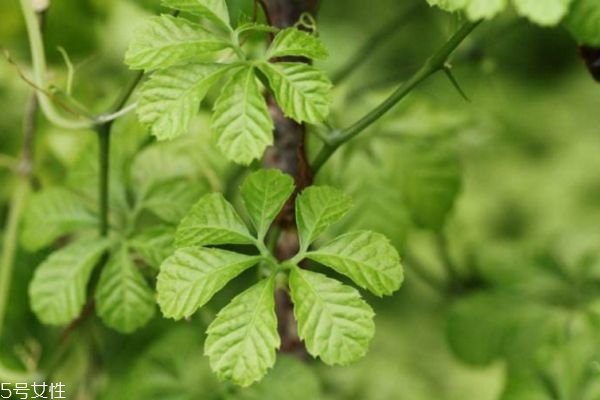 泡绞股蓝茶需注意(绞股蓝茶怎么泡最好) 泡绞股蓝茶需注意(绞股蓝茶怎么泡最好)