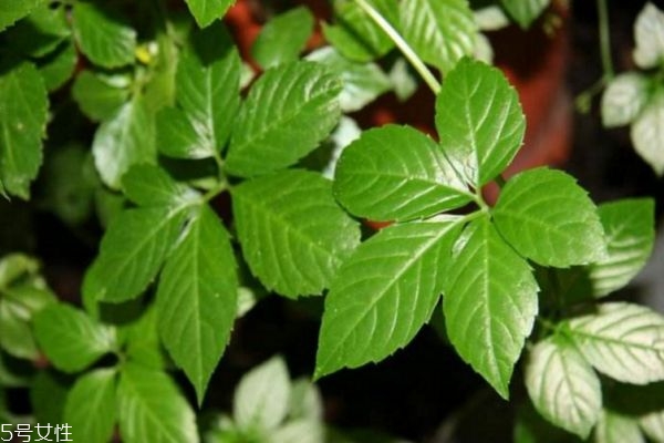 萱草的花期是什么时候呢(萱草几月开花)