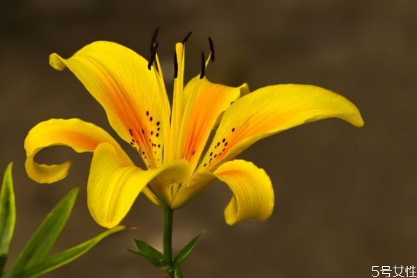 萱草的生长环境是怎么样的呢(萱草种植和管理)