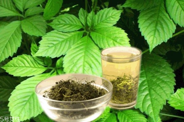 绞股蓝泡水苦的好还是甜的好(绞股蓝是苦的好还是甜的好)