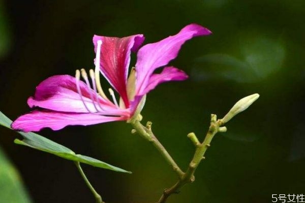 羊蹄甲的生长环境怎么样的呢(羊蹄甲用什么土栽培好)