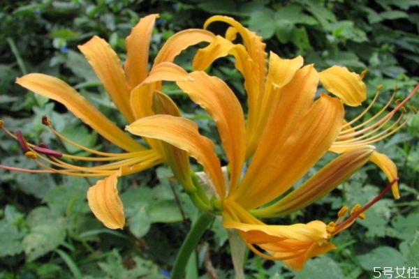 忘忧草会开花吗(忘忧草会开花吗)