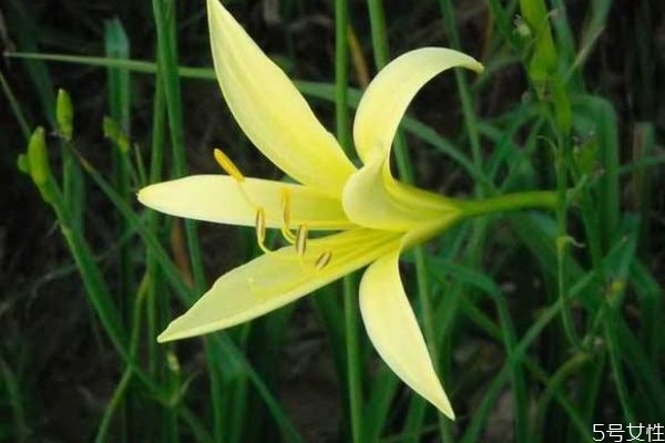 忘忧草的生长环境是怎么样的呢(忘忧草长什么样) 忘忧草的生长环境是怎么样的呢(忘忧草长什么样)