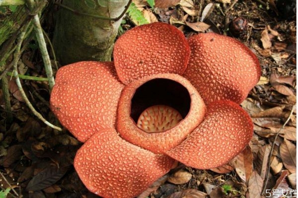 大王花的生长环境是怎么样的呢(大王花的生长地)