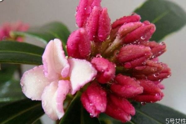 瑞香花的生长环境是怎么样的呢(瑞香的生长环境条件)