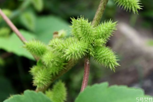 苍耳的生长在什么季节呢(苍耳是什么季节成熟的)