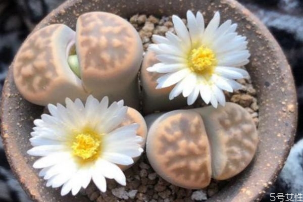 生石花的生长环境是怎么样的呢(生石花原生环境)