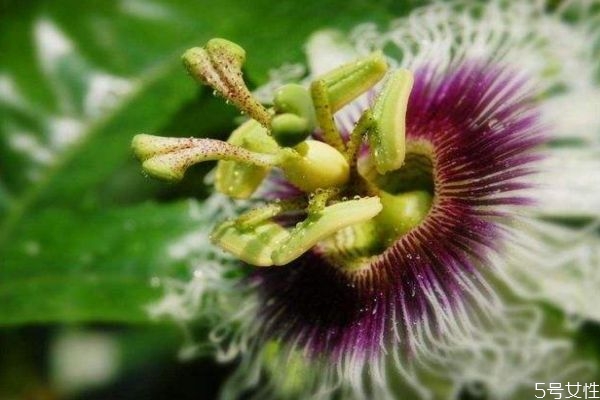 日轮花的生长环境是怎么样的呢(日轮花长什么样)