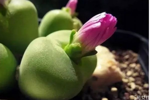 多肉植物一般的生长环境是怎么样的呢(多肉植物生长在什么环境)