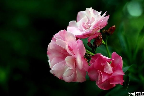 夹竹桃的花是什么颜色的呢(夹竹桃有什么颜色)