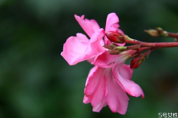 夹竹桃的生长环境是怎么样的呢(夹竹桃生长在什么地方)