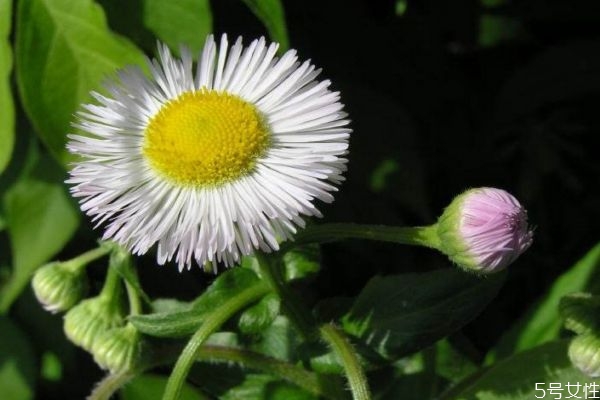 飞蓬的生长环境是怎么样的呢(飞蓬是什么植物)