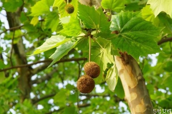 暖色系腮红怎么画教程(简单的腮红怎么画)