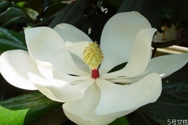 广玉兰有毒吗(广玉兰有毒吗)