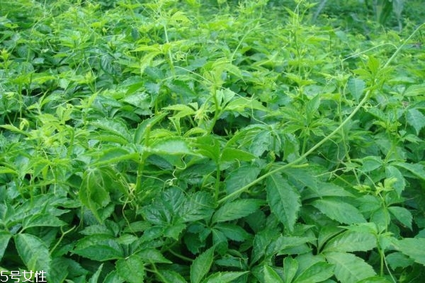 绞股蓝是什么(绞股蓝是什么样的植物)