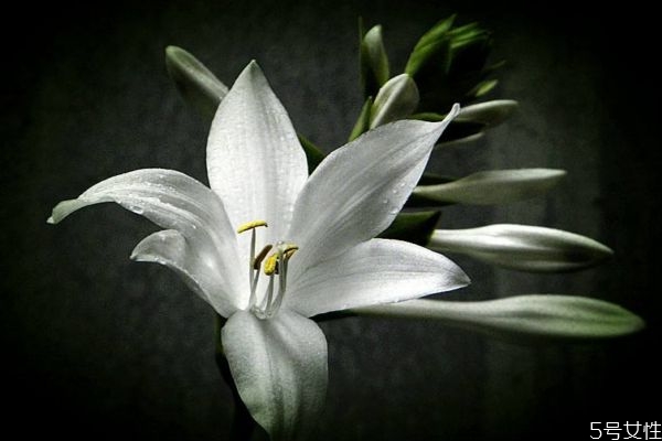 玉簪花的生长环境是怎么样的呢(玉簪花好养吗)