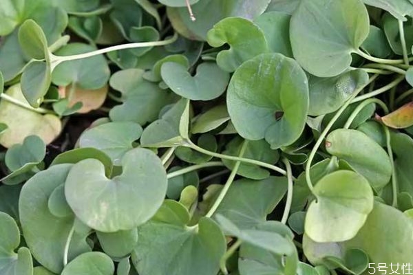 马蹄金生长环境是怎么样的呢(马蹄金种植方法和时间)