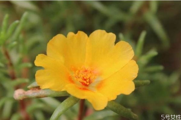 半支莲什么时候开花呢(半枝莲什么时候开花) 半支莲什么时候开花呢(半枝莲什么时候开花)