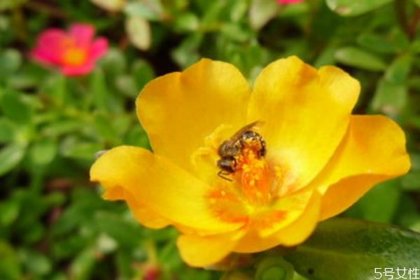 半支莲的生长环境怎么样呢(半枝莲的生长环境) 半支莲的生长环境怎么样呢(半枝莲的生长环境)