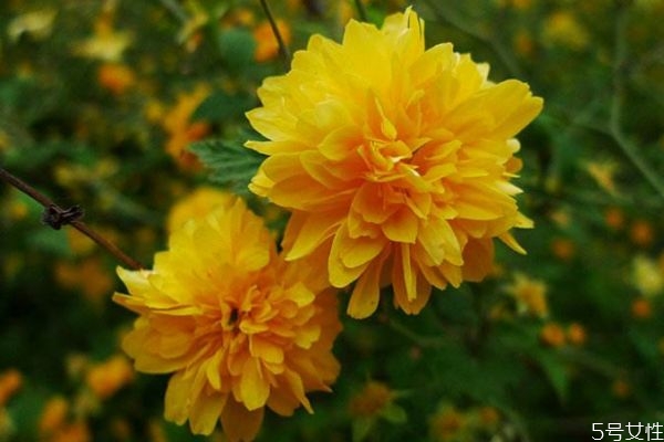 棣棠生长环境是怎么样的呢(棠棣是什么植物)