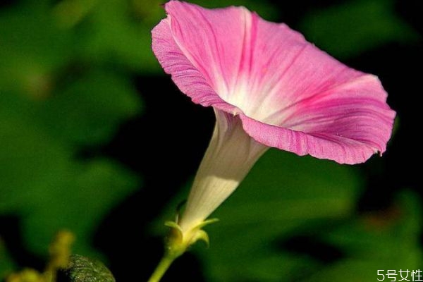 矮牵牛的花期是什么时候呢(矮牵牛的花期是几月份)