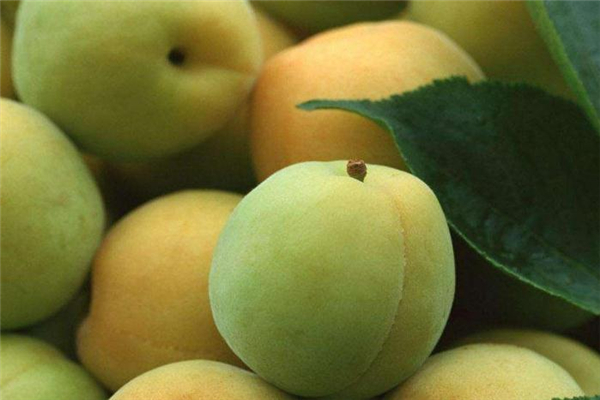 青梅的营养价值(青梅的营养价值及功效)