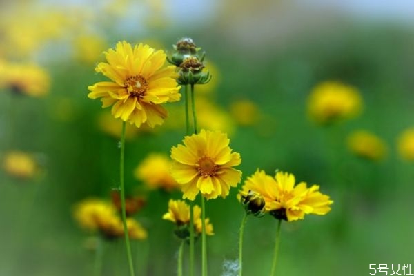 金鸡菊的花期是什么时候呢(金鸡菊什么时候开花) 金鸡菊的花期是什么时候呢(金鸡菊什么时候开花)