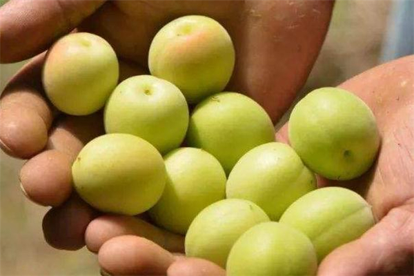 青梅怎么吃好吃(青梅怎么吃好吃)