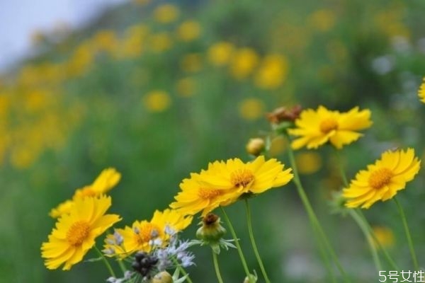 金鸡菊的生长环境是怎么样的呢(金鸡菊是多年生植物吗)