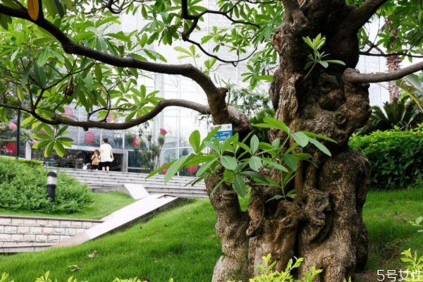 重阳木的生长环境是怎么样的呢(重阳木的特点是什么)