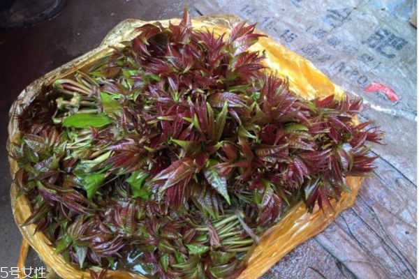 什么人吃香椿容易过敏(吃香椿会过敏吗)