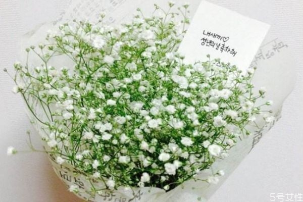 满天星应该怎么养殖呢(如何养殖满天星)