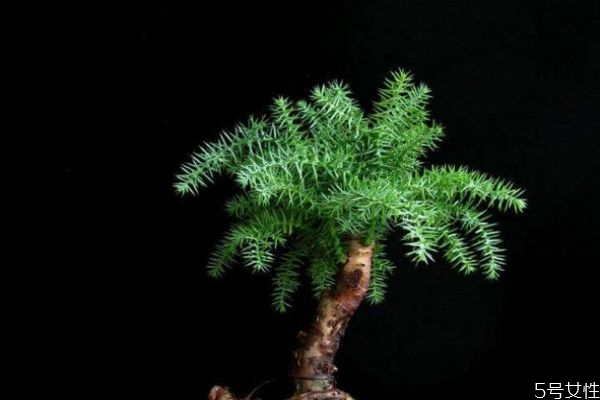 南洋杉适合在屋养吗(南洋杉适合在屋养吗)